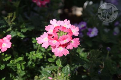 Verbena Sparkling Rose PW Superbena (quart pot)