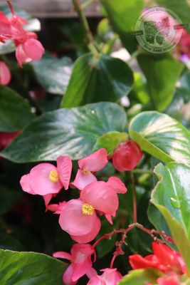 Begonia Dragon Wing PINK PW (quart pot)