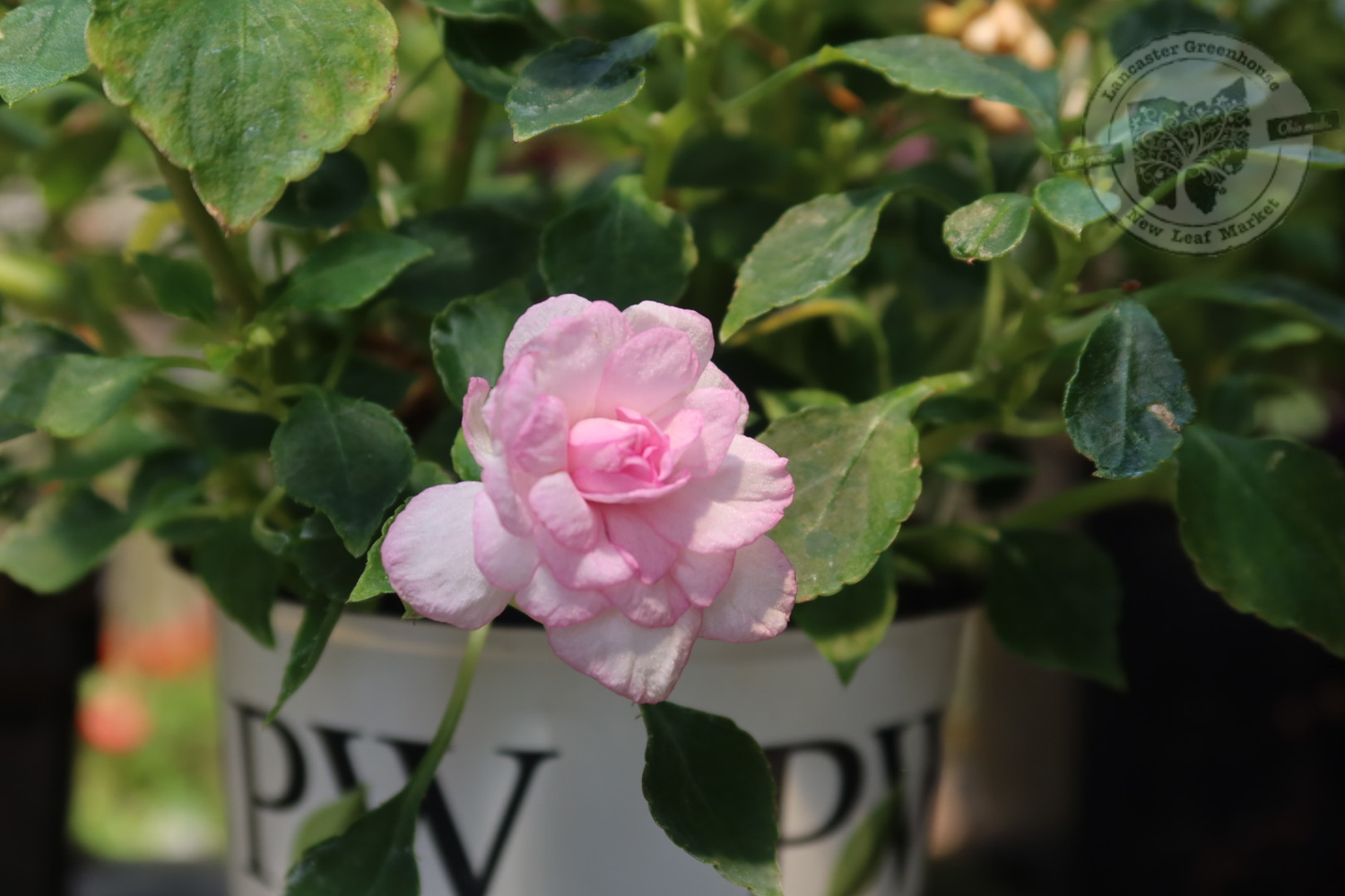 Impatiens Rockapulco Appleblossom PW (quart pot) Impatiens Rockapulco Appleblossom PW (quart pot)