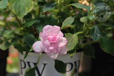 Impatiens Rockapulco Appleblossom PW (quart pot)