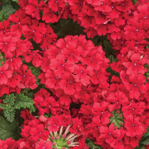 Verbena Red PW Superbena (quart pot) Verbena Red PW Superbena (quart pot)