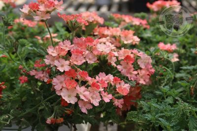 Verbena Peachy Keen PW Superbena (quart pot)