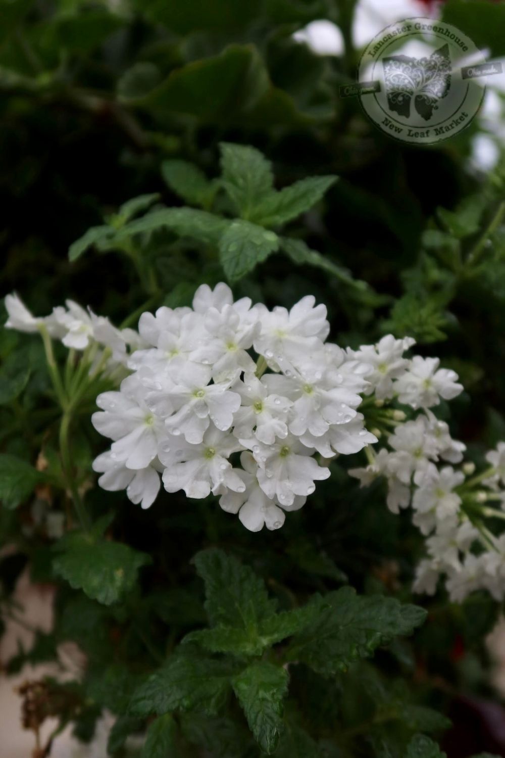 Verbena Whiteout PW Superbena (quart pot) Verbena Whiteout PW Superbena (quart pot)