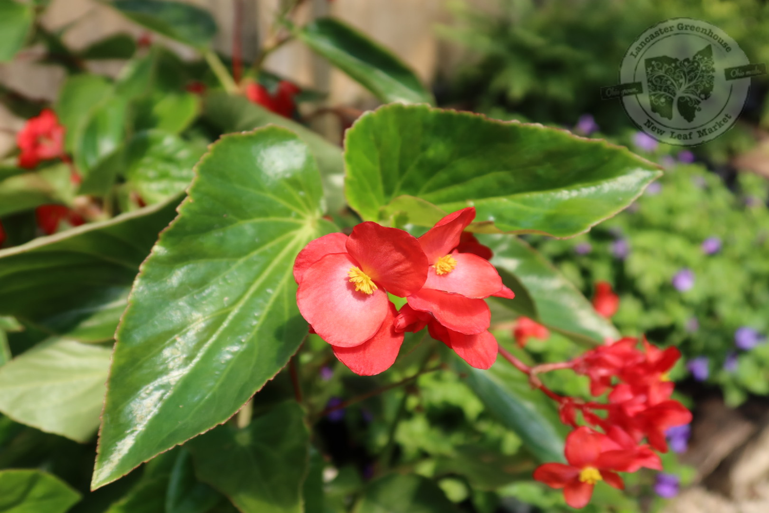Begonia Dragon Wing RED PW (quart pot) Begonia Dragon Wing RED PW (quart pot)