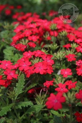 Verbena Royale Iced Cherry PW Superbena (quart pot)