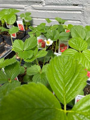 Strawberry Plant EVERBEARING Eversweet (3" pot) $3.99