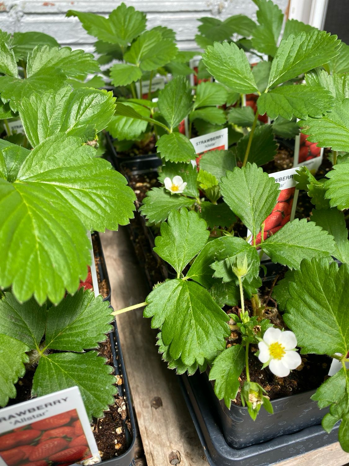 Strawberry Plant JUNE BEARING Allstar All Star (3" pot) $3.99
