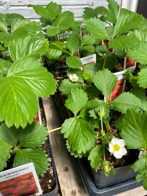 Strawberry Plant JUNE BEARING Allstar All Star (3" pot) $3.99