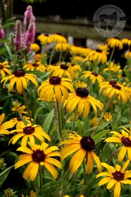 Rudbeckia American Gold Rush Black Eyed Susan (gallon perennial) $29.99