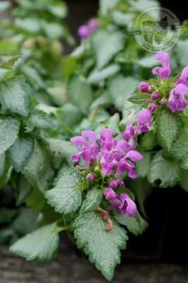 Lamium Orchid Frost Spotted Dead Nettle (quart perennial) $11.99