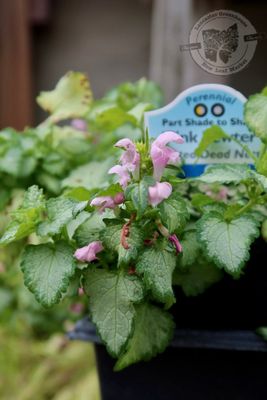 Lamium Pink Pewter Spotted Dead Nettle (quart perennial) $11.99