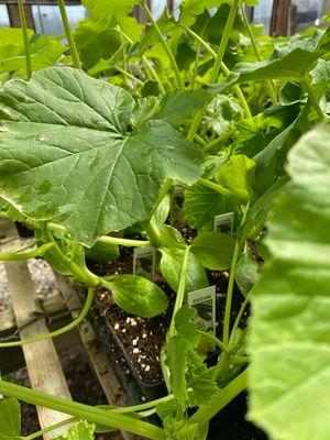 Zucchini Plant Black Beauty (4" vegetable pot)