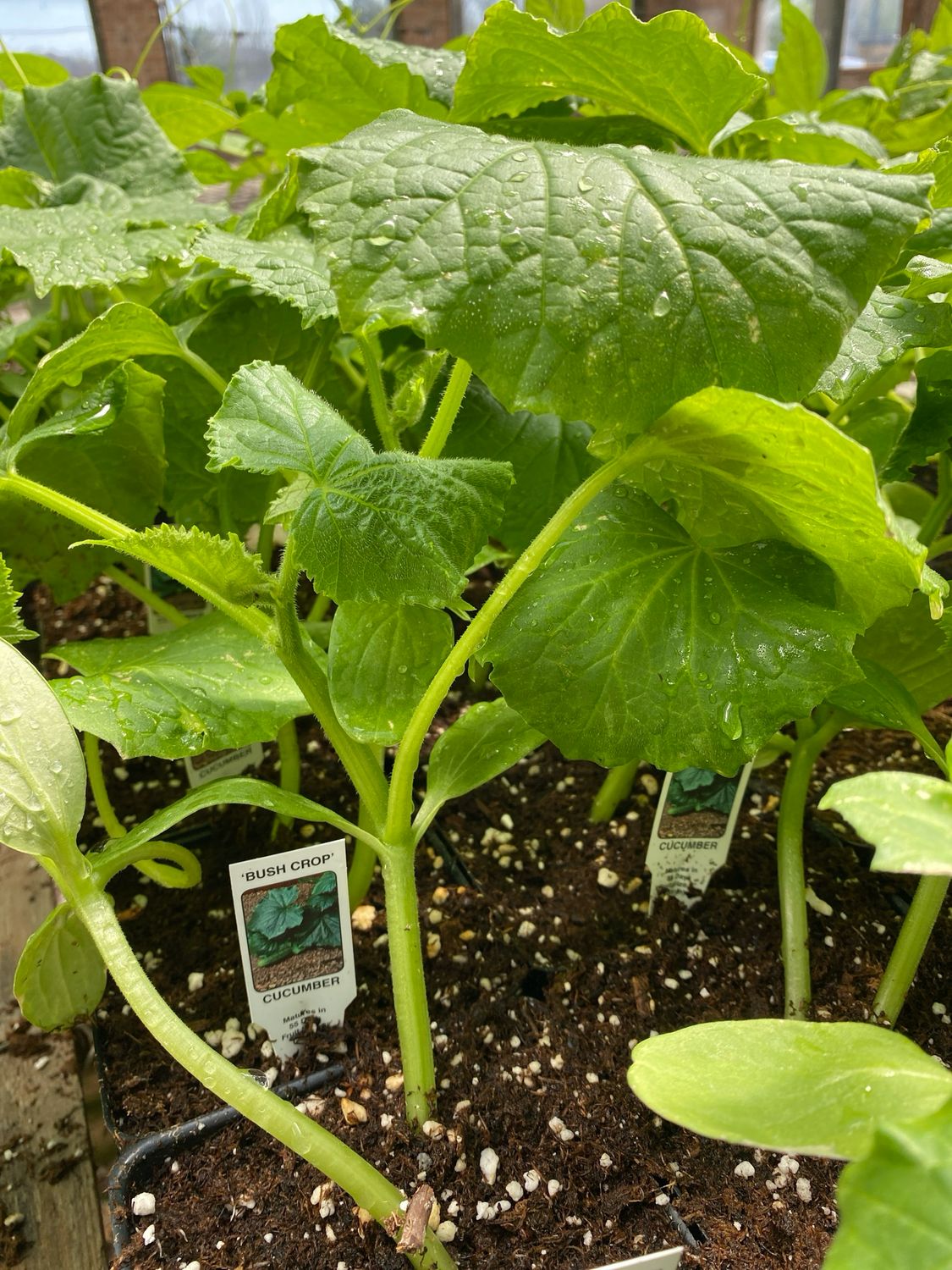 Cucumber Plant Bush Crop (4" vegetable pot)