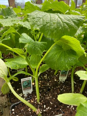 Cucumber Plant Bush Crop (4" vegetable pot)