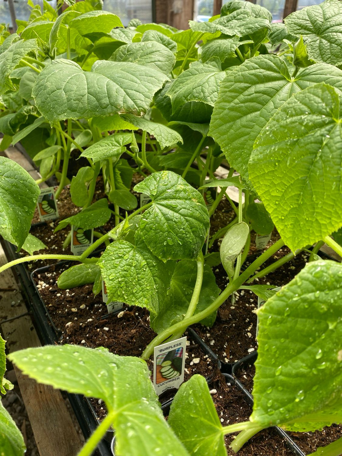 Cucumber Plant Burpless (4" vegetable pot)