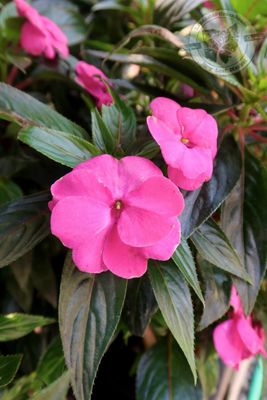 New Guinea Impatiens PINK (quart pot)