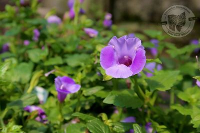 Torenia Blue Moon Blue (quart pot)