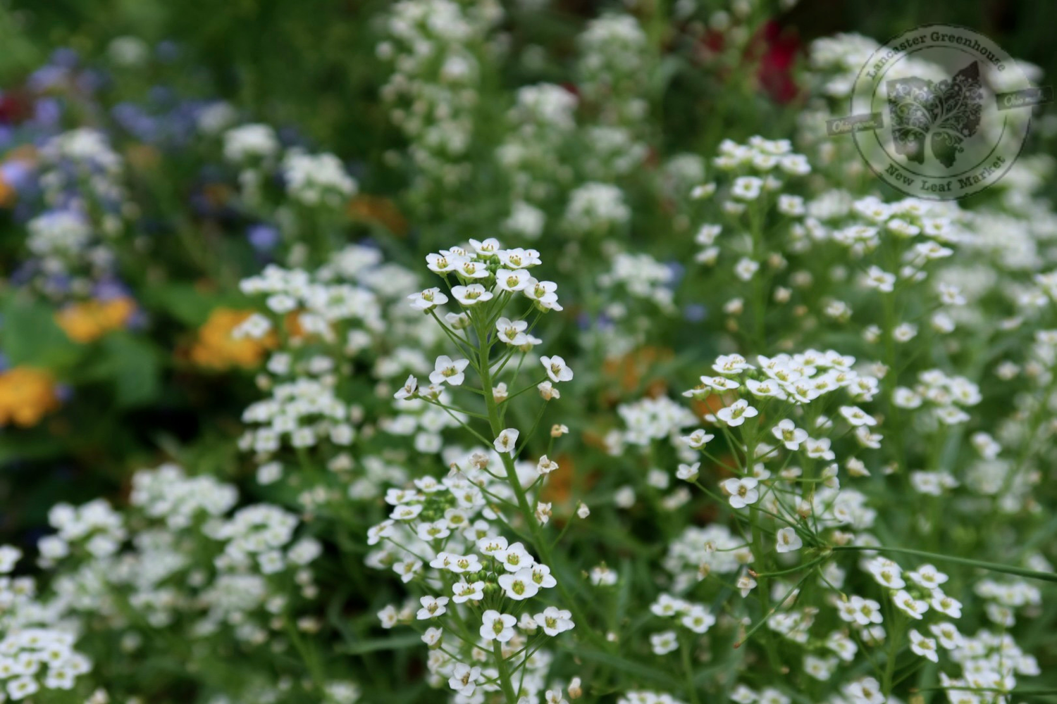 Alyssum White Snow Crystals/ Clear Crystal (3 pack) Alyssum White Snow Crystals/ Clear Crystal (3 pack)