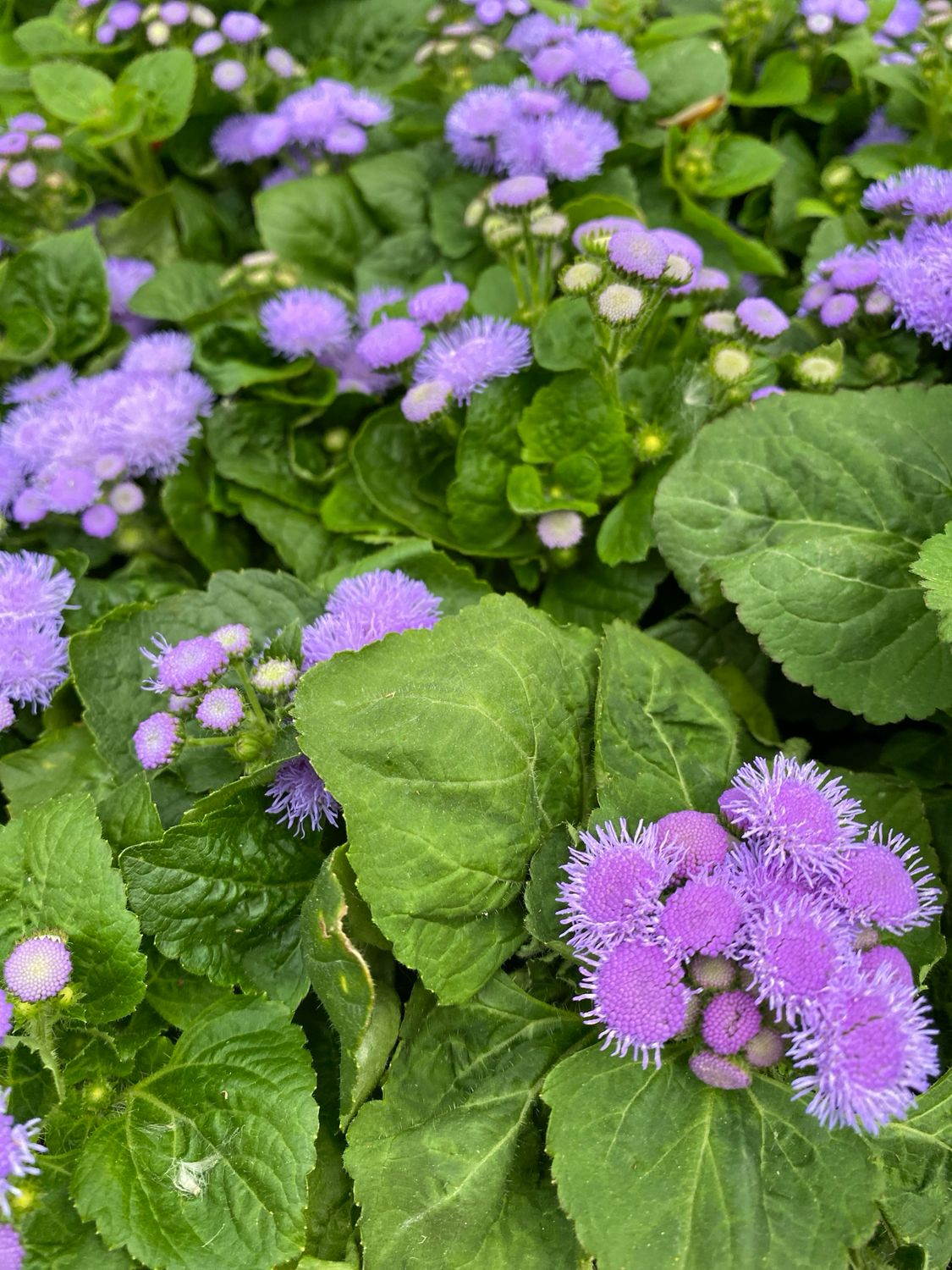 Ageratum Hawaii Blue (3 pack) Ageratum Hawaii Blue (3 pack)