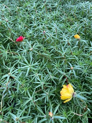 Portulaca Happy Hour MIX Sundial (3 pack)