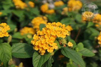 Lantana Yellow / Pot of Gold / Lucky Gold (quart pot)