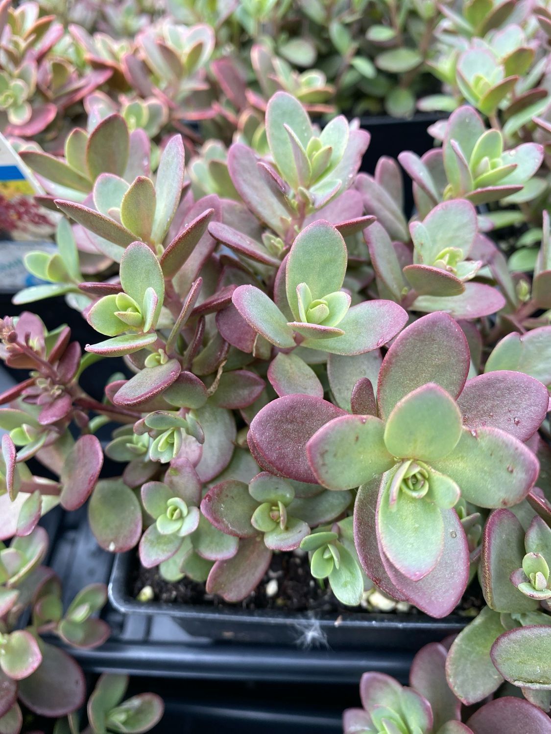 Sedum Wildfire Sunsparkler Stonecrop (quart perennial) $11.99