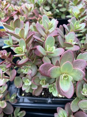 Sedum Wildfire Sunsparkler Stonecrop (quart perennial) $11.99