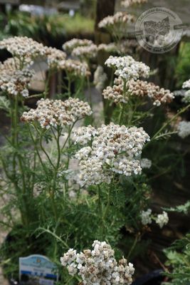Achillea New Vintage WHITE Yarrow (gallon perennial) $19.99