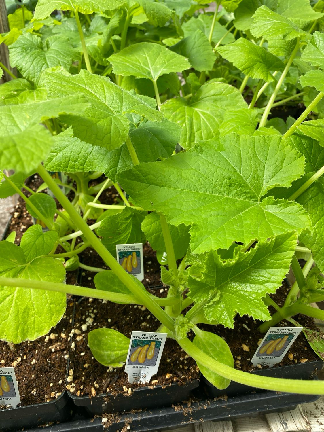 Squash Plant Yellow Straightneck (4" vegetable pot)