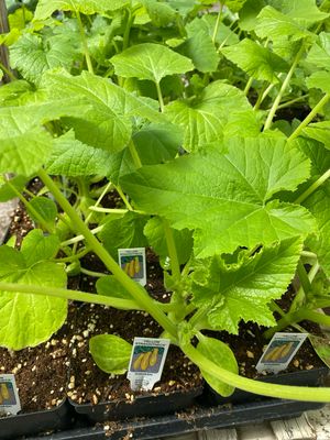 Squash Plant Yellow Straightneck (4" vegetable pot)