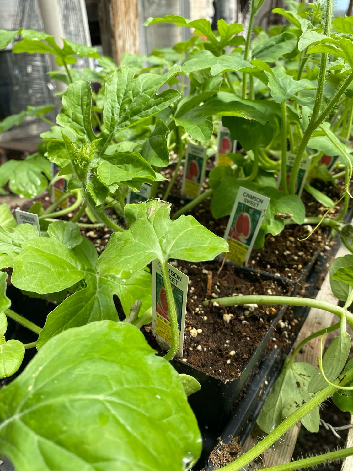 Watermelon Plant Crimson Sweet (4" vegetable pot)