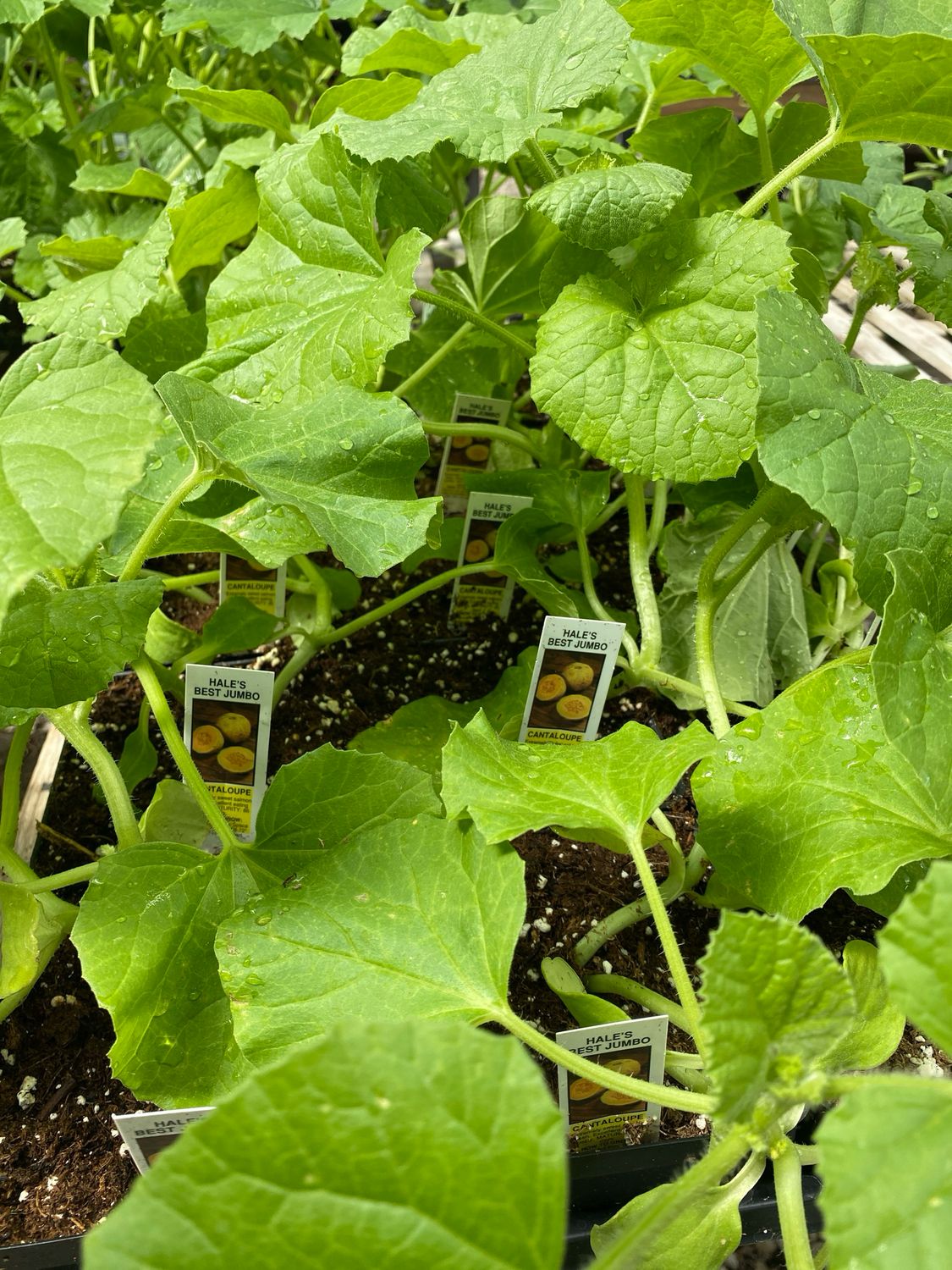 Cantaloupe Plant Hales Best Jumbo (4" vegetable pot)