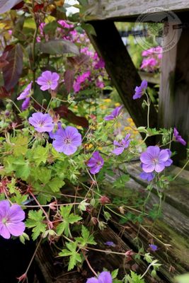 Geranium Rozanne Cranesbill (gallon perennial) $29.99