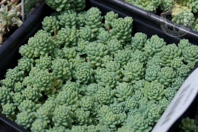 Sedum Himalayan Skies Stonecrop (quart perennial) $11.99