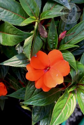 New Guinea Impatiens Orange (quart pot)