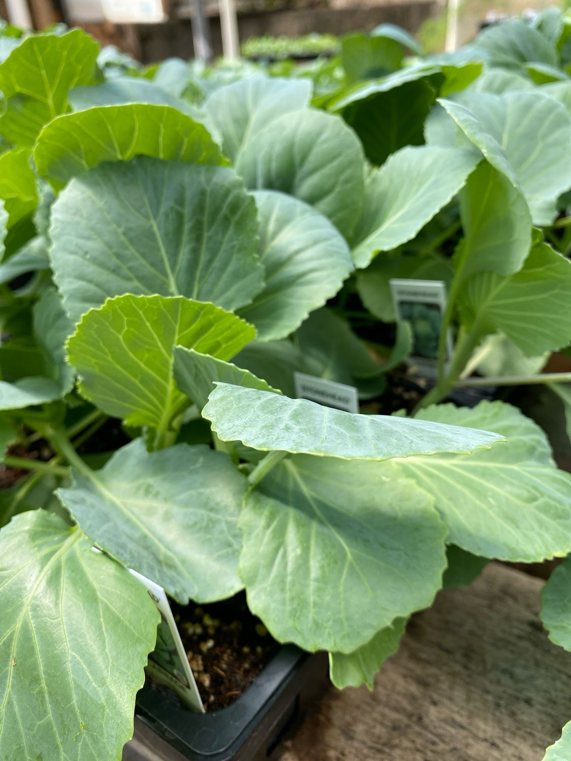 Cabbage Plant Stonehead Early Season (3 pack vegetable)