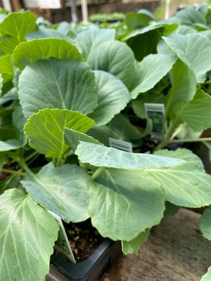 Cabbage Plant Stonehead Early Season (3 pack vegetable)