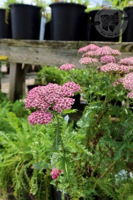 Achillea New Vintage ROSE Yarrow (gallon perennial) $19.99