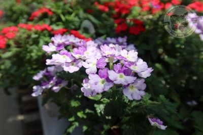 Verbena Sparkling Amethyst PW Superbena (quart pot)