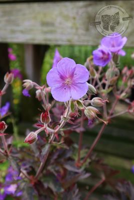 Geranium Boom Chocolatta Meadow Cranesbill (gallon perennial) $29.99