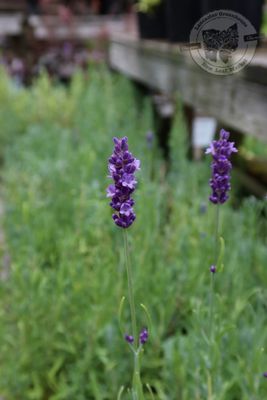 Lavandula Hidcote Lavender (quart perennial) $11.99