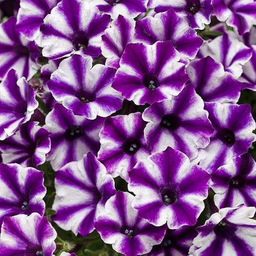 Petunia Violet Star PW Supertunia Mini Vista (quart pot)