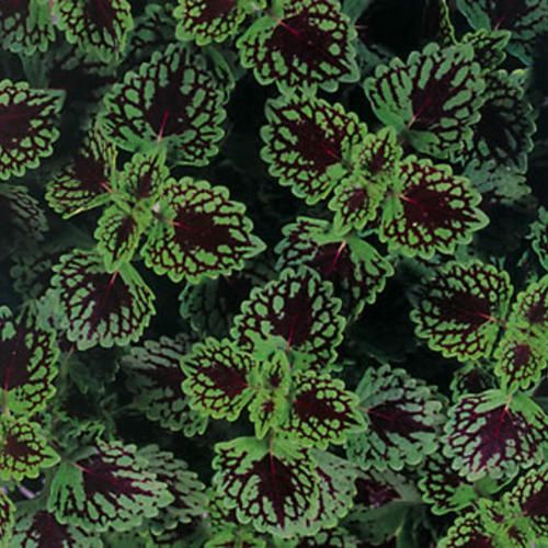 Coleus Chocolate Drop ColorBlaze PW (quart pot)