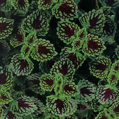 Coleus Chocolate Drop ColorBlaze PW (quart pot)