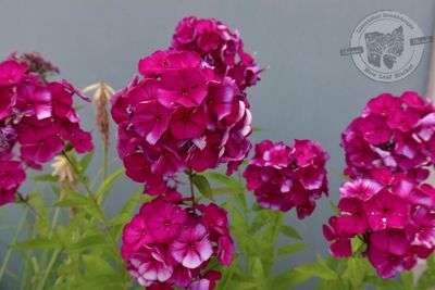 Phlox Nicky (quart perennial) $11.99