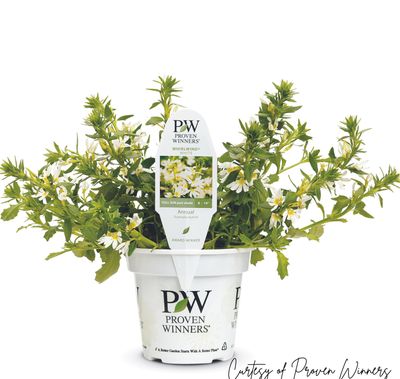 Scaevola Whirlwind WHITE PW (quart pot)