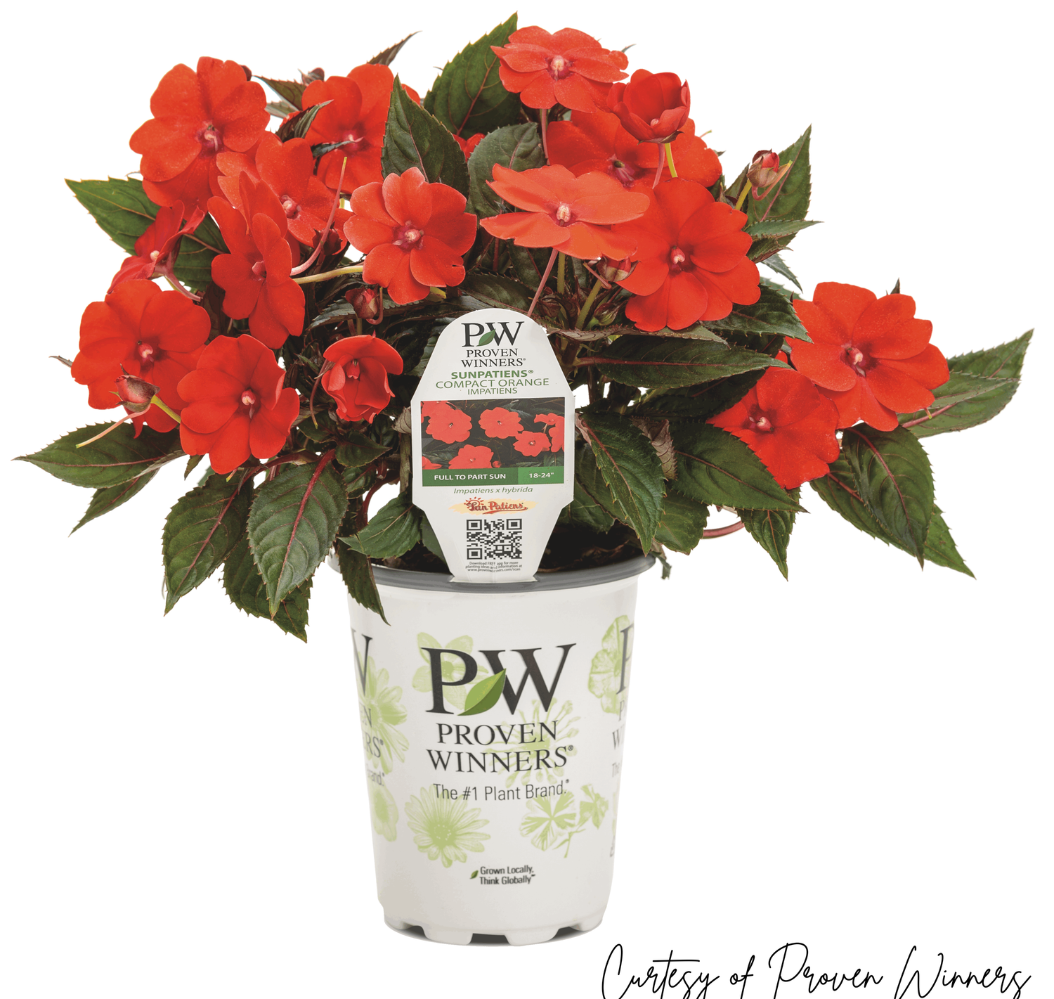 SunPatiens Compact Orange PW (quart pot)