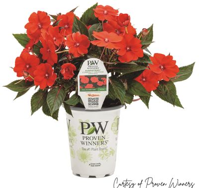 SunPatiens Compact Orange PW (quart pot)