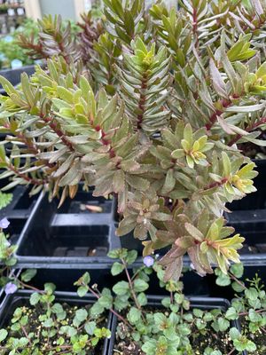 Sedum Jade Truffet Sunsparkler Stonecrop (quart perennial) $11.99