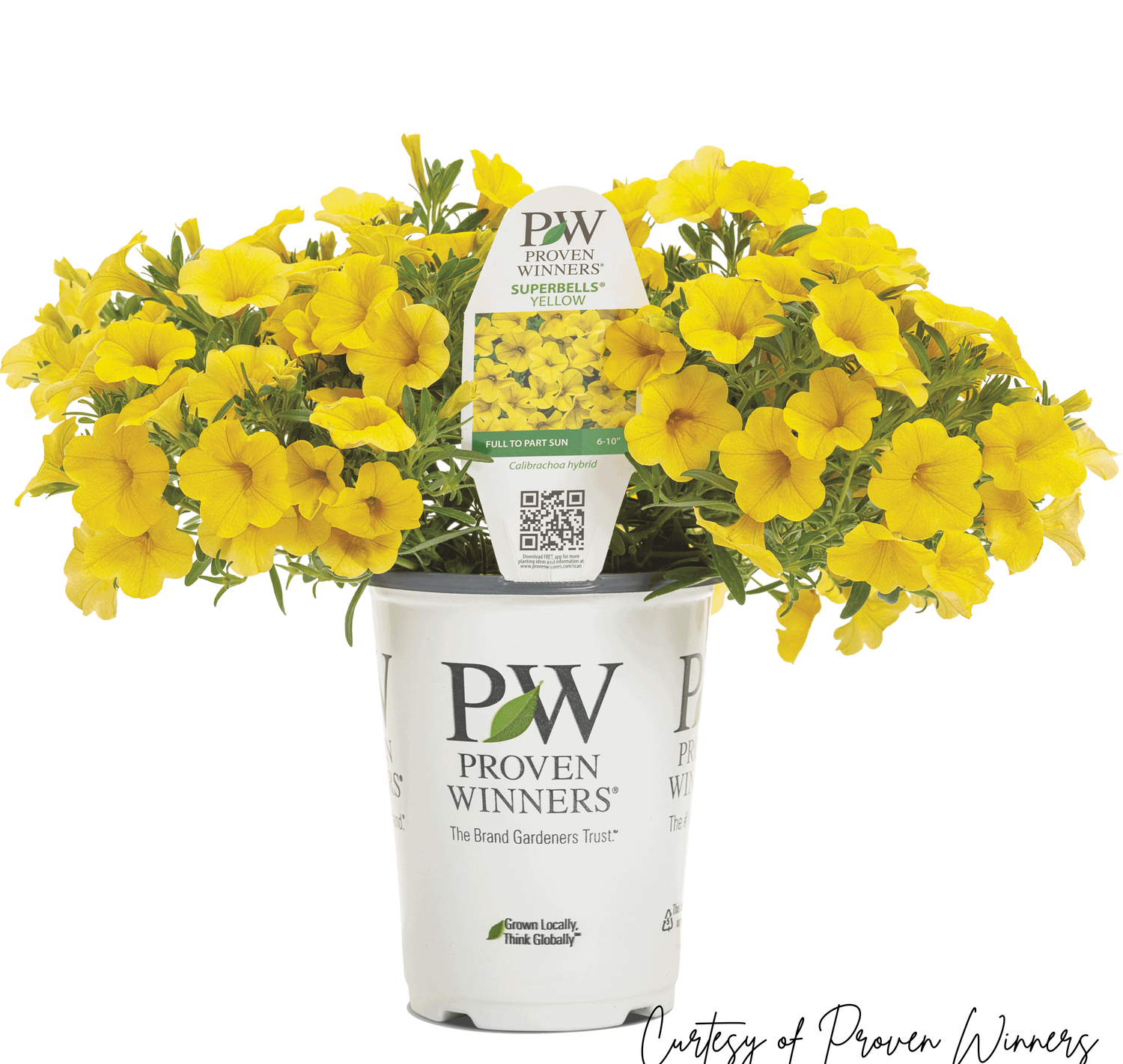 Calibrachoa Million Bells Yellow PW Superbells (quart pot)